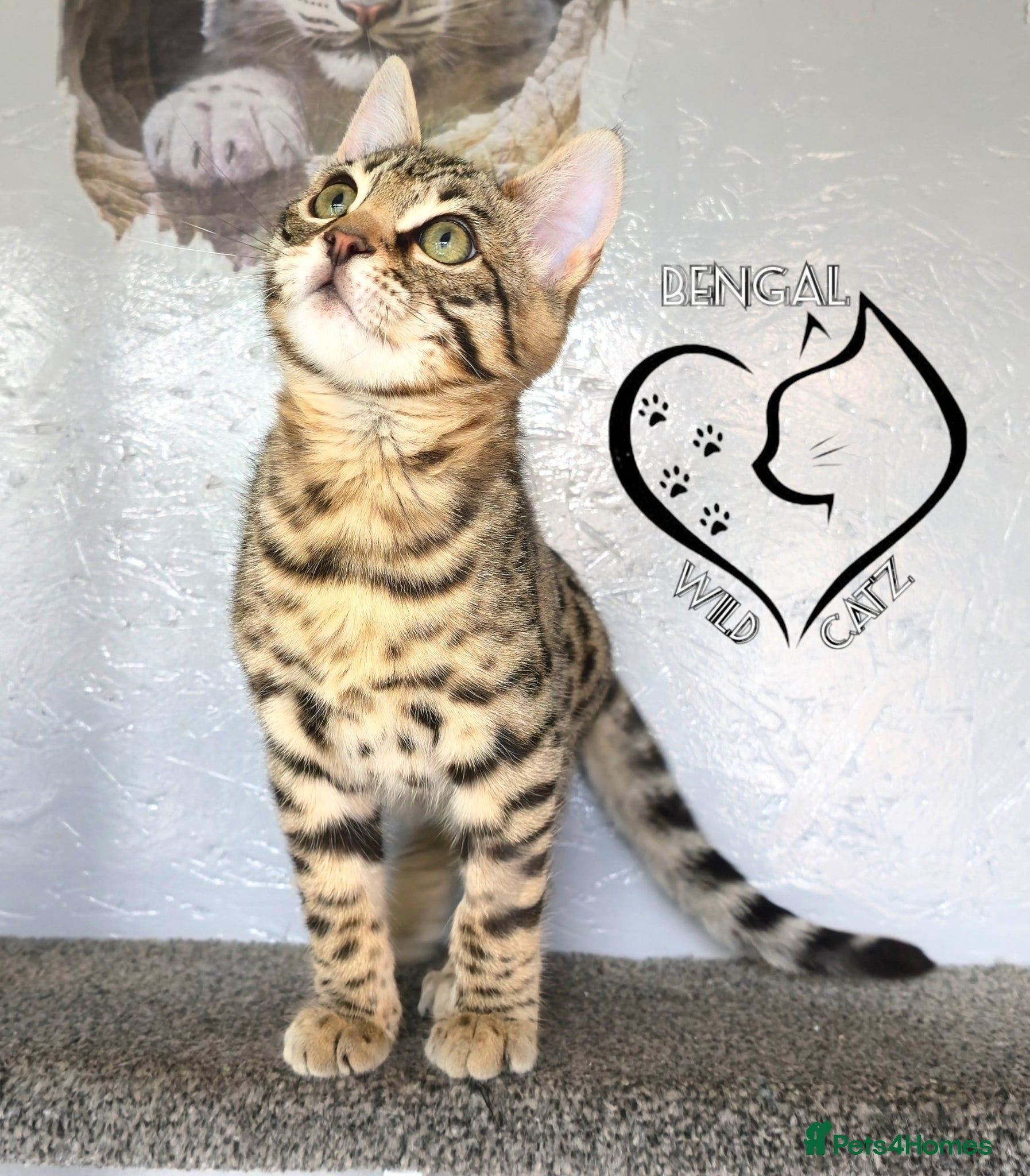 Bengal cats for sale: 4 beautiful bengal boys ready to leave now - Advert 9