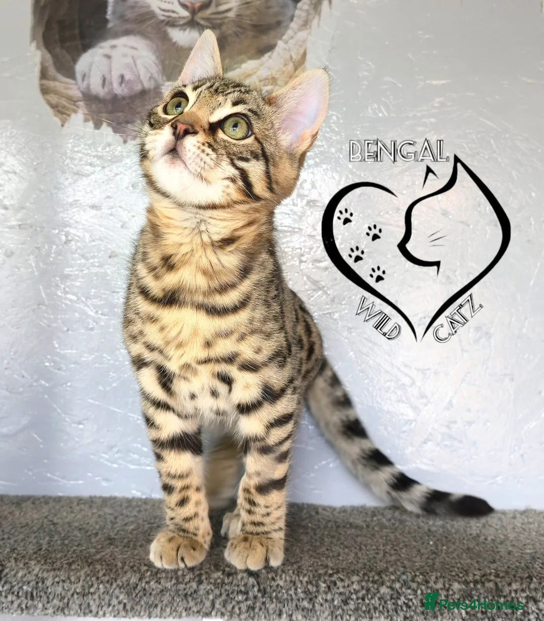 Bengal cats for sale: 🔥Stunning Bengal boys ready to leave🔥 - Advert 2
