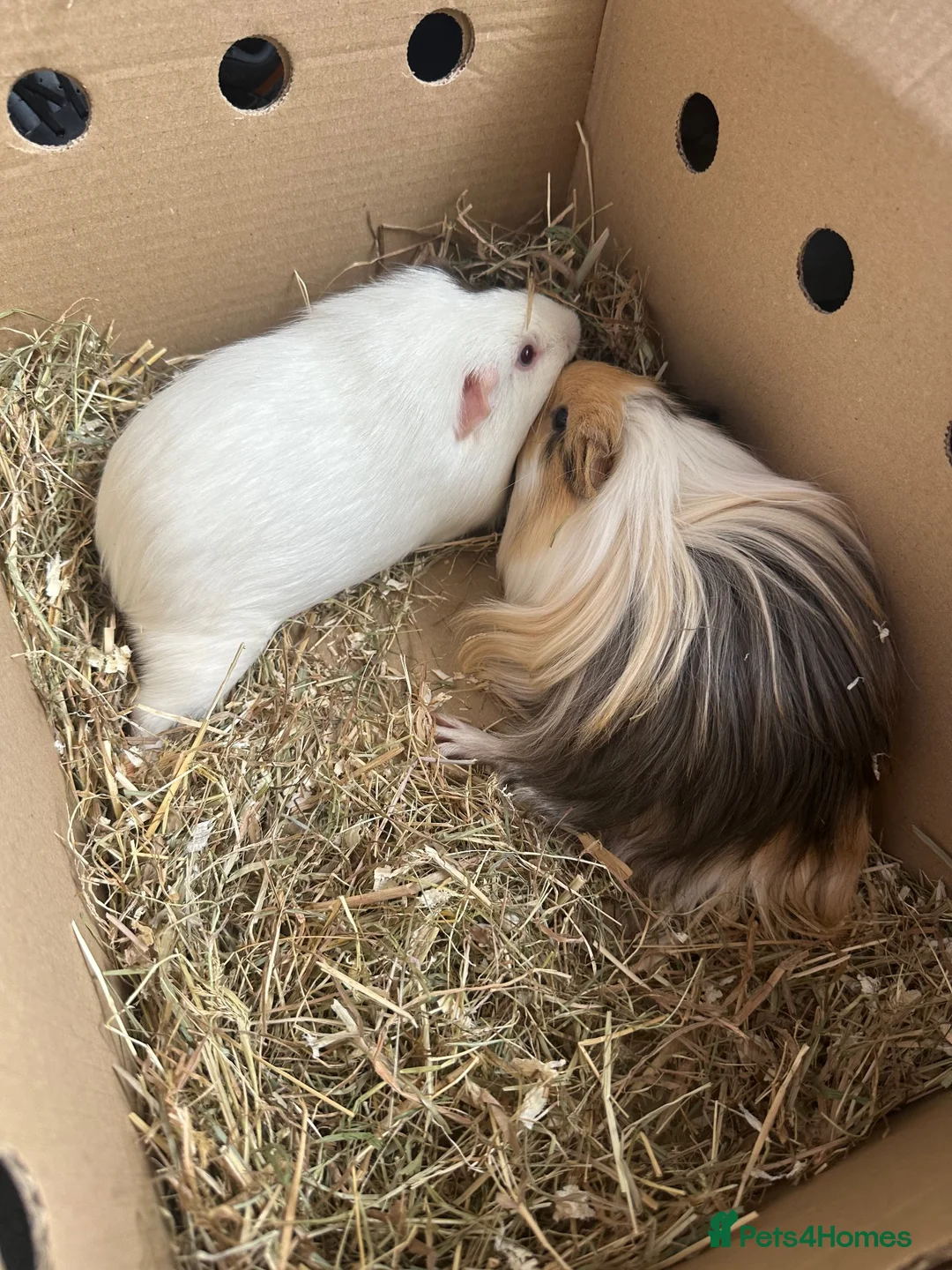 Guinea Pig rodents for sale: Male guinea pig pair (free to loving home)  in Hartlepool - Advert 6