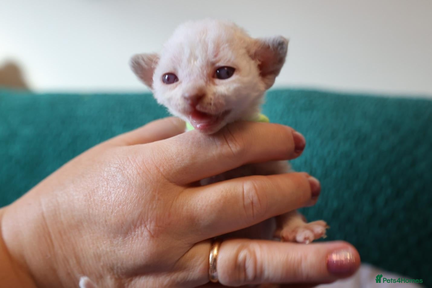 Devon Rex cats Devon rex kittens FIFE registered/spayed - Advert 1