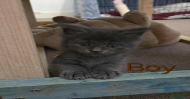 Maine Coon cats - Advert 12