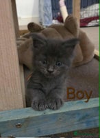 Maine Coon cats - Advert 16