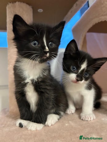 Mixed Breed cats - Advert 7