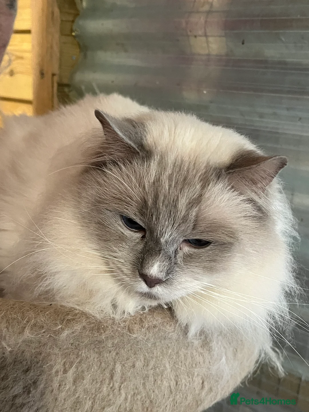 Ragdoll cats for stud: GCCF lilac ragdoll male for Stud  - Advert 2