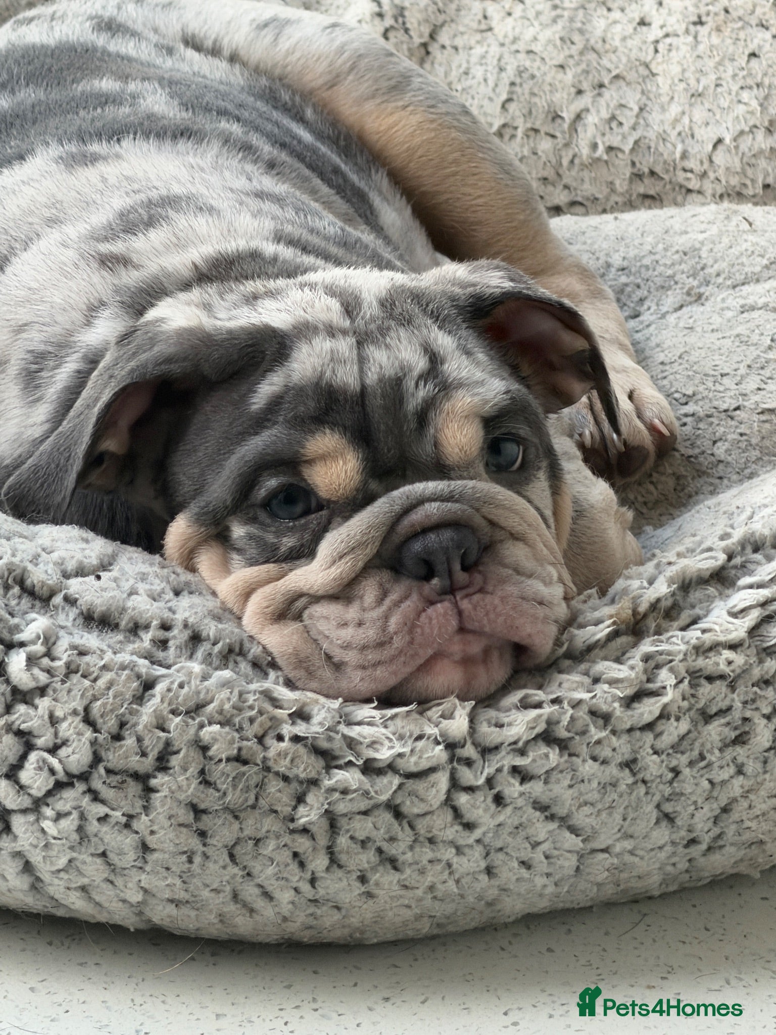 English Bulldog dogs KC registered Quality pups READY NOW  - Advert 1