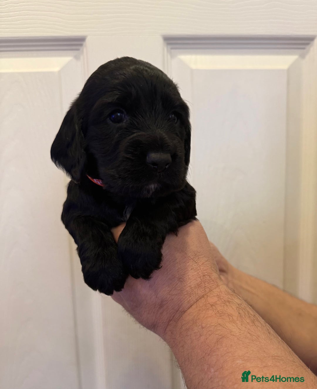 Cocker Spaniel dogs for sale: Beautiful litter of Cocker Spaniel puppies from - Advert 12
