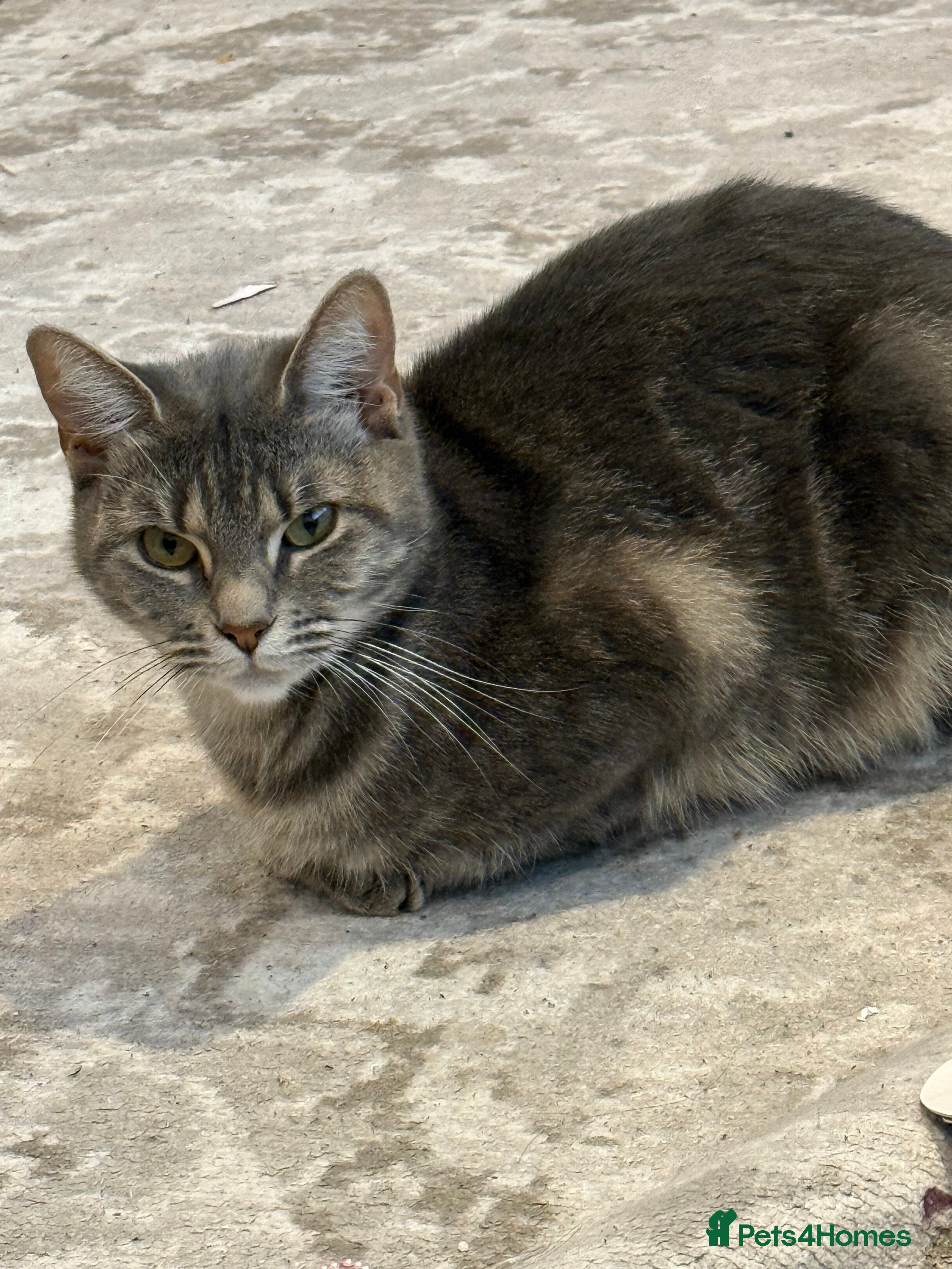 Mixed Breed cats Female 1 year old cat  in London - Advert 1