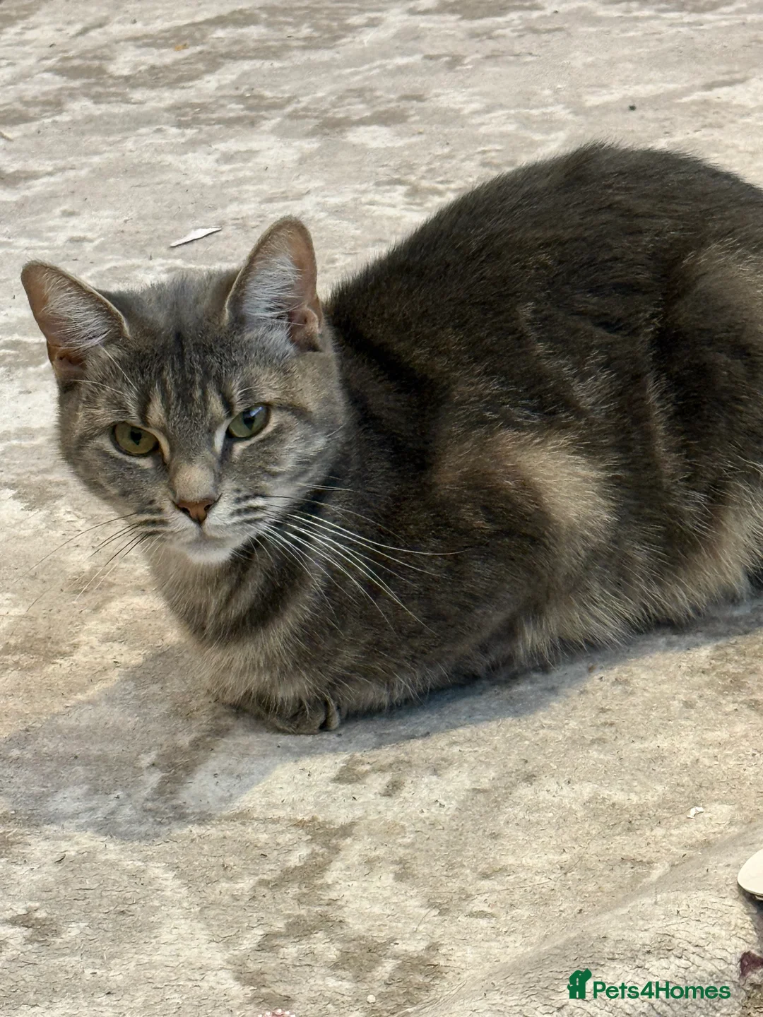 Mixed Breed cats for sale: Female 1 year old cat  in London - Advert 1