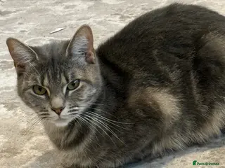 Mixed Breed cats Female 1 year old cat in London - Advert 1