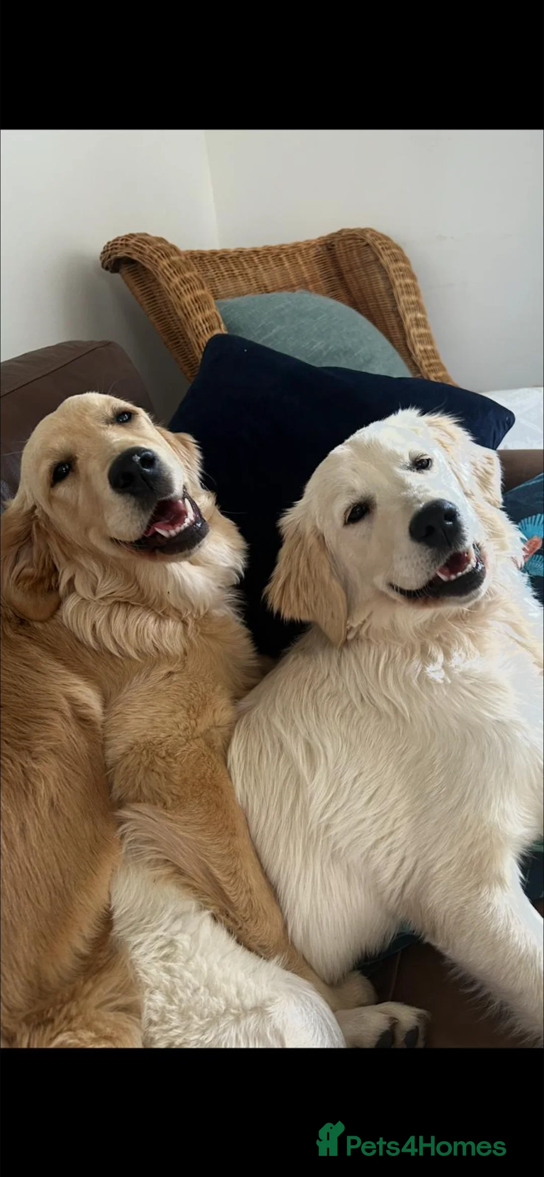 Golden Retriever dogs for sale: Adorable Golden retriever puppies  - Advert 3