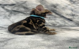 Bengal cats for sale: 🏡Stunning Tica registered Bengal Kittens  🐾 - Image 23