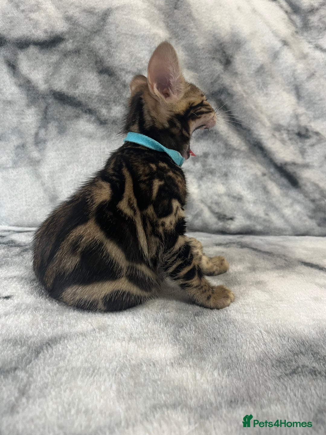 Bengal cats for sale: 🏡Stunning Tica registered Bengal Kittens  🐾 - Image 23