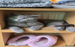 British Shorthair cats for sale: British Blue Shorthair - Image 30