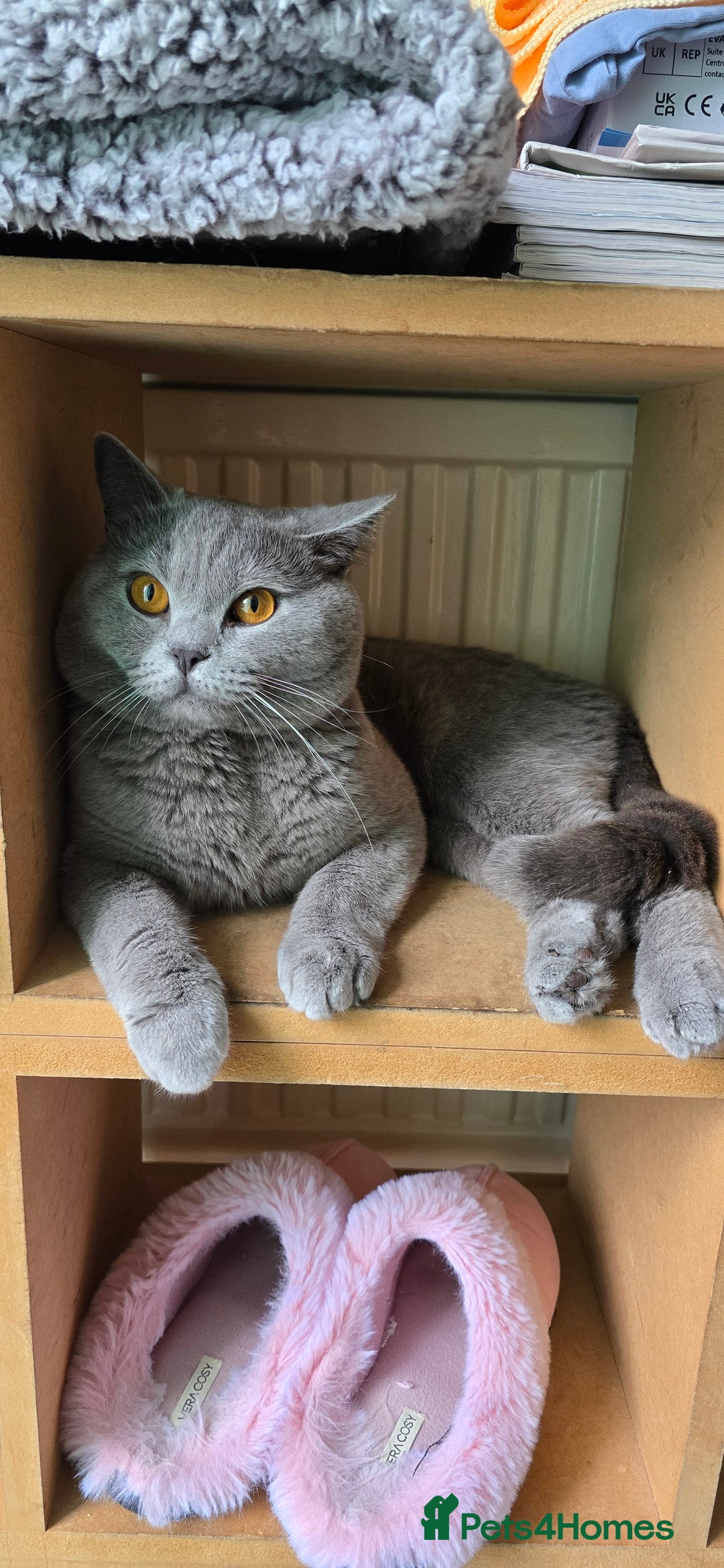 British Shorthair cats for sale: British Blue Shorthair - Image 30