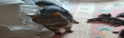 Maine Coon cats for sale: 3/4 mainecoon  kittens for sale  - Advert 2