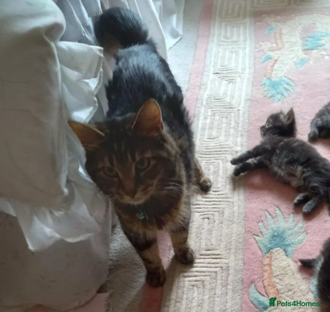Maine Coon cats for sale: 3/4 mainecoon  kittens for sale  - Advert 2