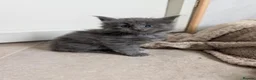 Maine Coon cats for sale: 4 Tica pedigree Maine coon kittens - Advert 20