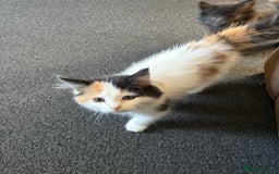 Mixed Breed cats for sale: 3 loveable playful kittens  - Image 2