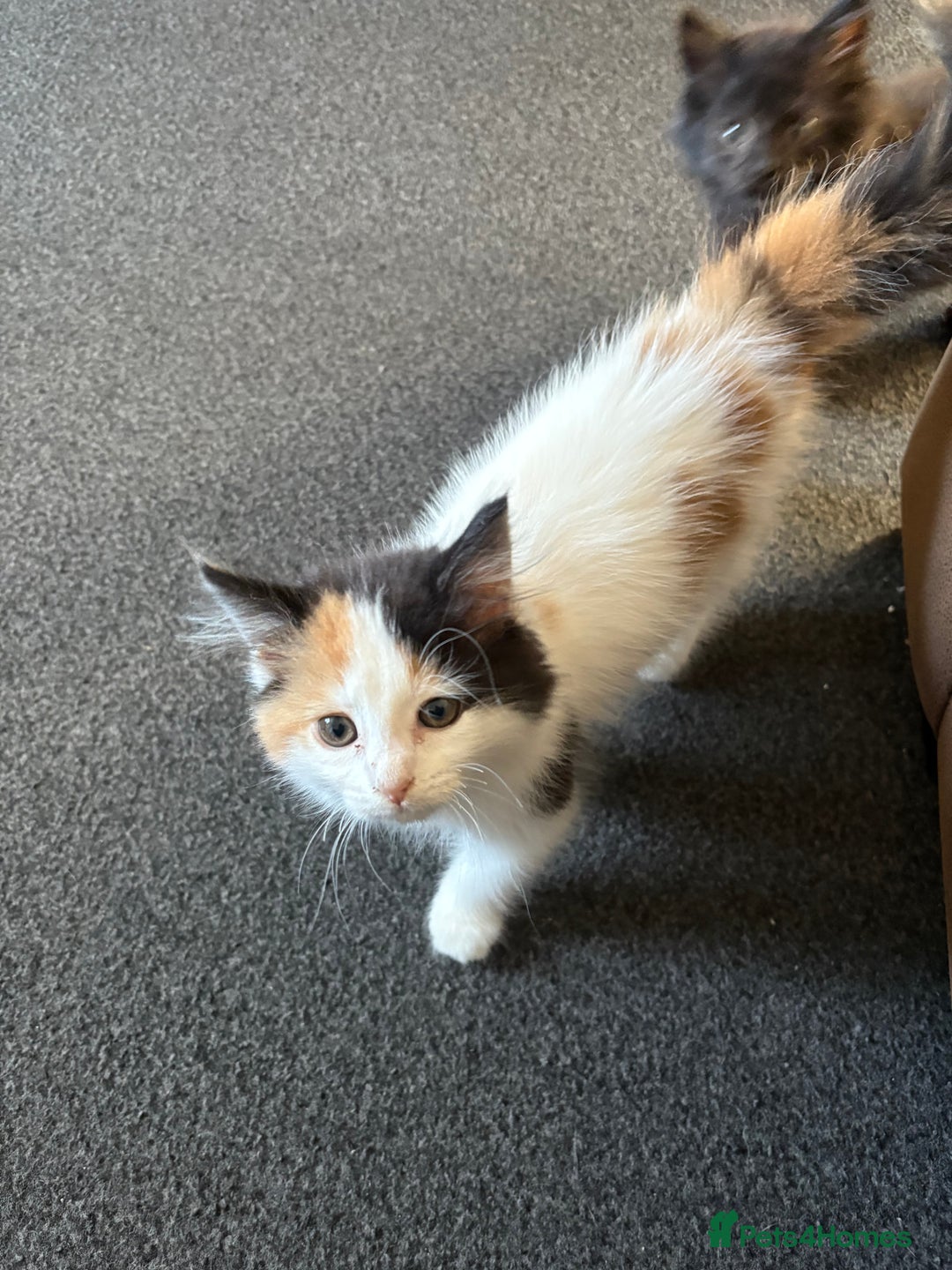 Mixed Breed cats for sale: 3 loveable playful kittens  - Image 2