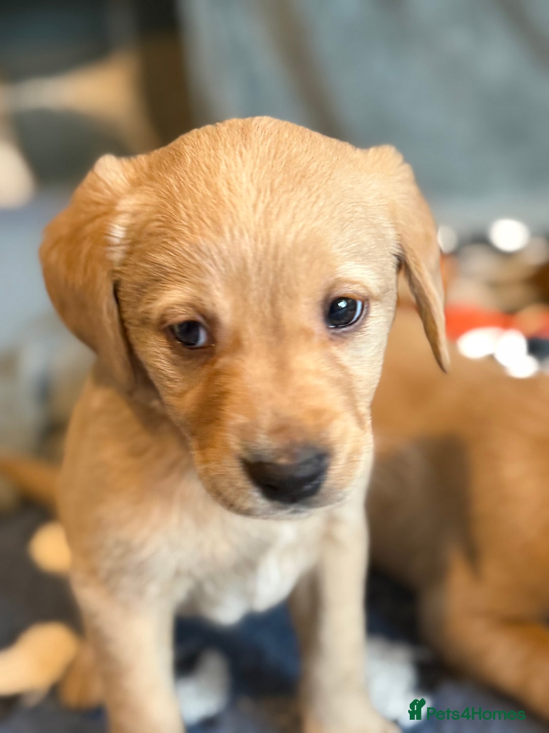 Goldador dogs for sale: Goldendor puppies - Image 7