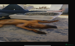 Rhodesian Ridgeback dogs for sale: Luca , 18 month old , wonderful boy - Image 5