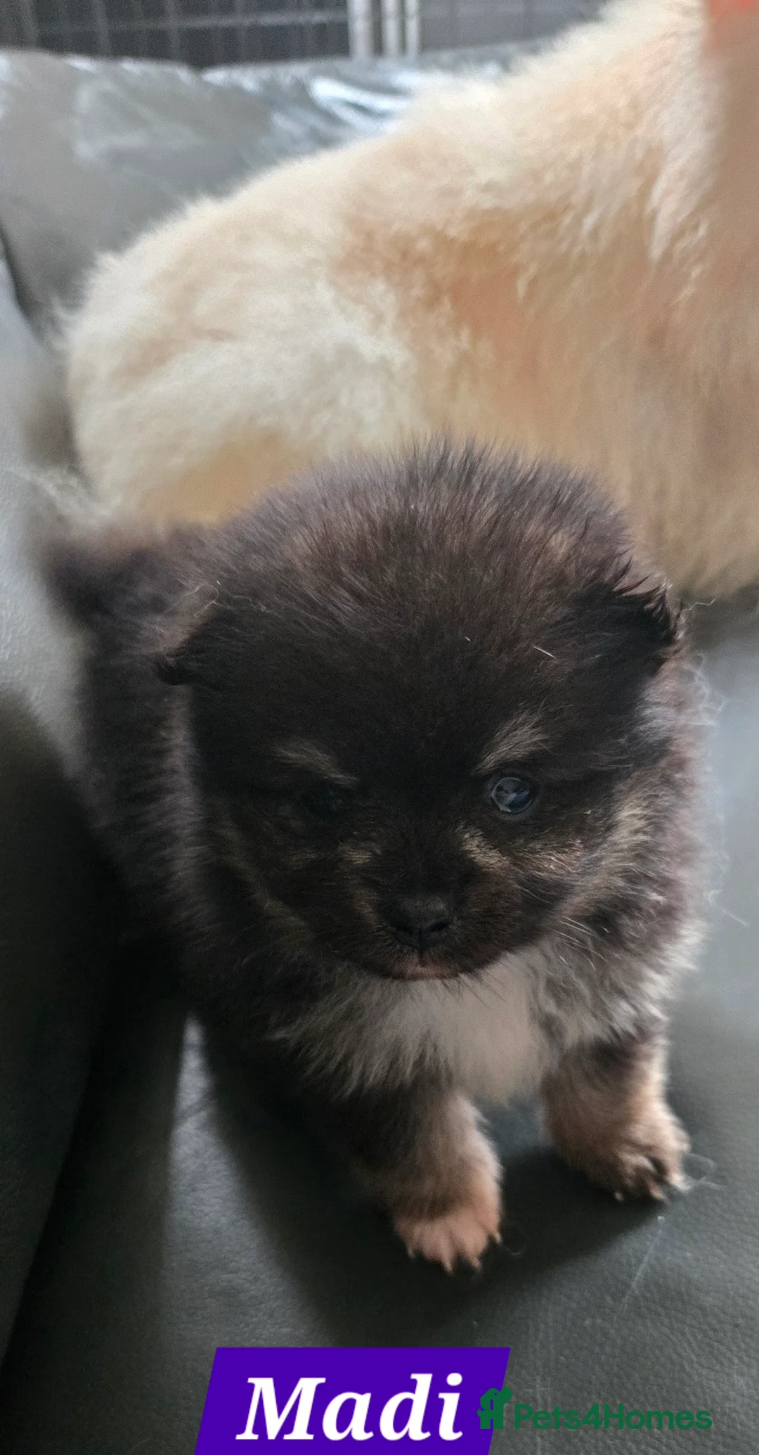 Pomeranian dogs for sale: Pretty Pomeranians  - Advert 37