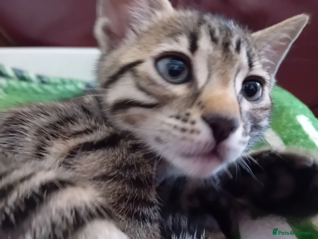 Bengal cats for sale: HomeRaised Bengal x Blue British Shorthair Kittens - Advert 2