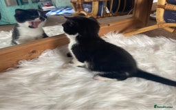 British Shorthair cats for sale: Beautiful British Shorthair Kitten Male  - Image 4