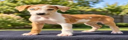 Saluki dogs for sale: 🐾 SALUKI × GREYHOUND PUPPIES - Advert 4