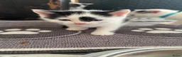 Mixed Breed cats for sale: Black and white Mixed Breed Kittens-8 weeks old in Sittingbourne - Advert 10