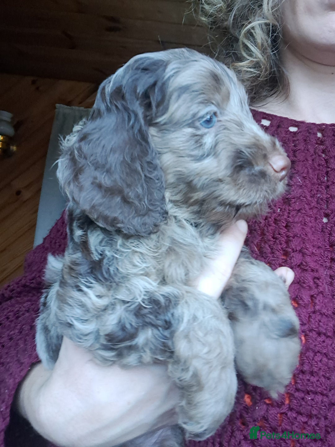 Cockapoo dogs for sale: Toy F1 Cockerpoo last chocolate boy  - Advert 31