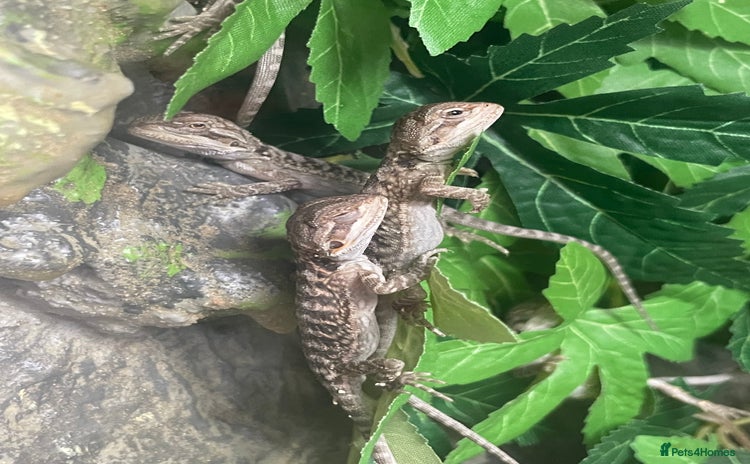 Bearded Dragon reptiles - Advert 13