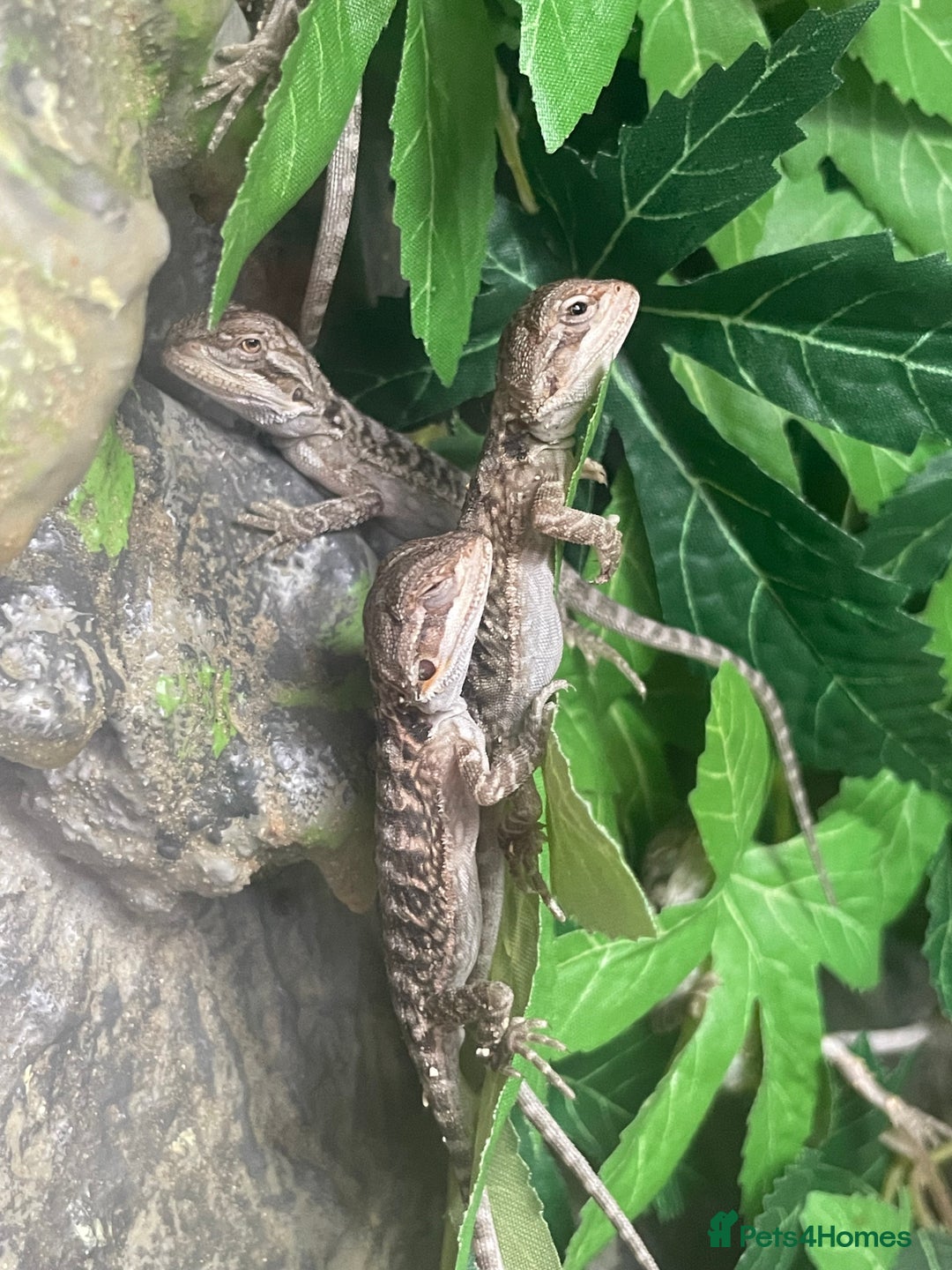 Bearded Dragon reptiles for sale: !!!3 Left!!! Baby Red Leatherback Bearded Dragons - Image 1