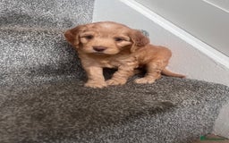 Cockapoo dogs for sale: F2 Cockapoos - Image 13