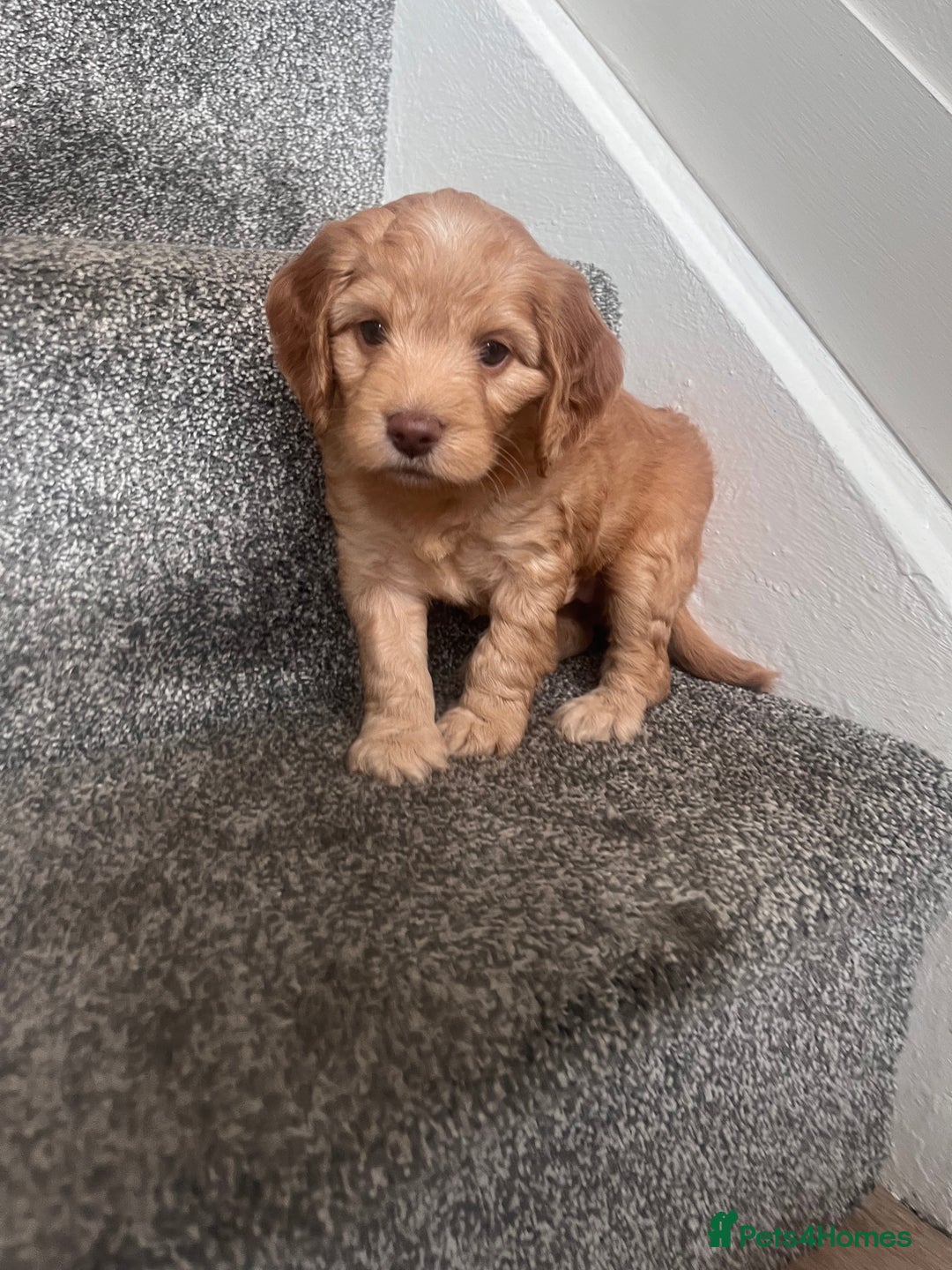 Cockapoo dogs for sale: F2 Cockapoos - Image 13