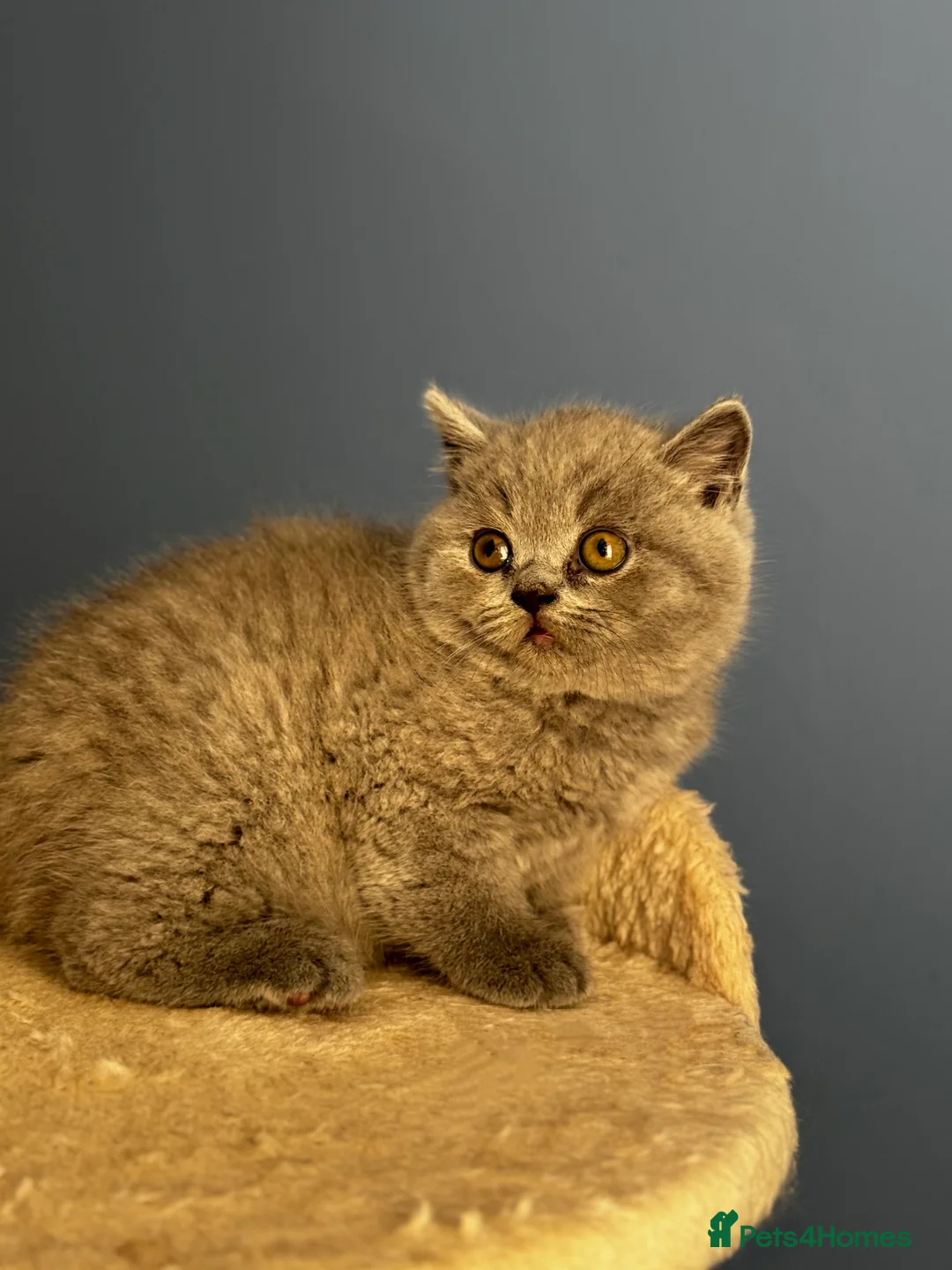 British Shorthair cats for sale: *READY SOON* BRITISH SHORTHAIR KITTENS🐱🩶 - Advert 10