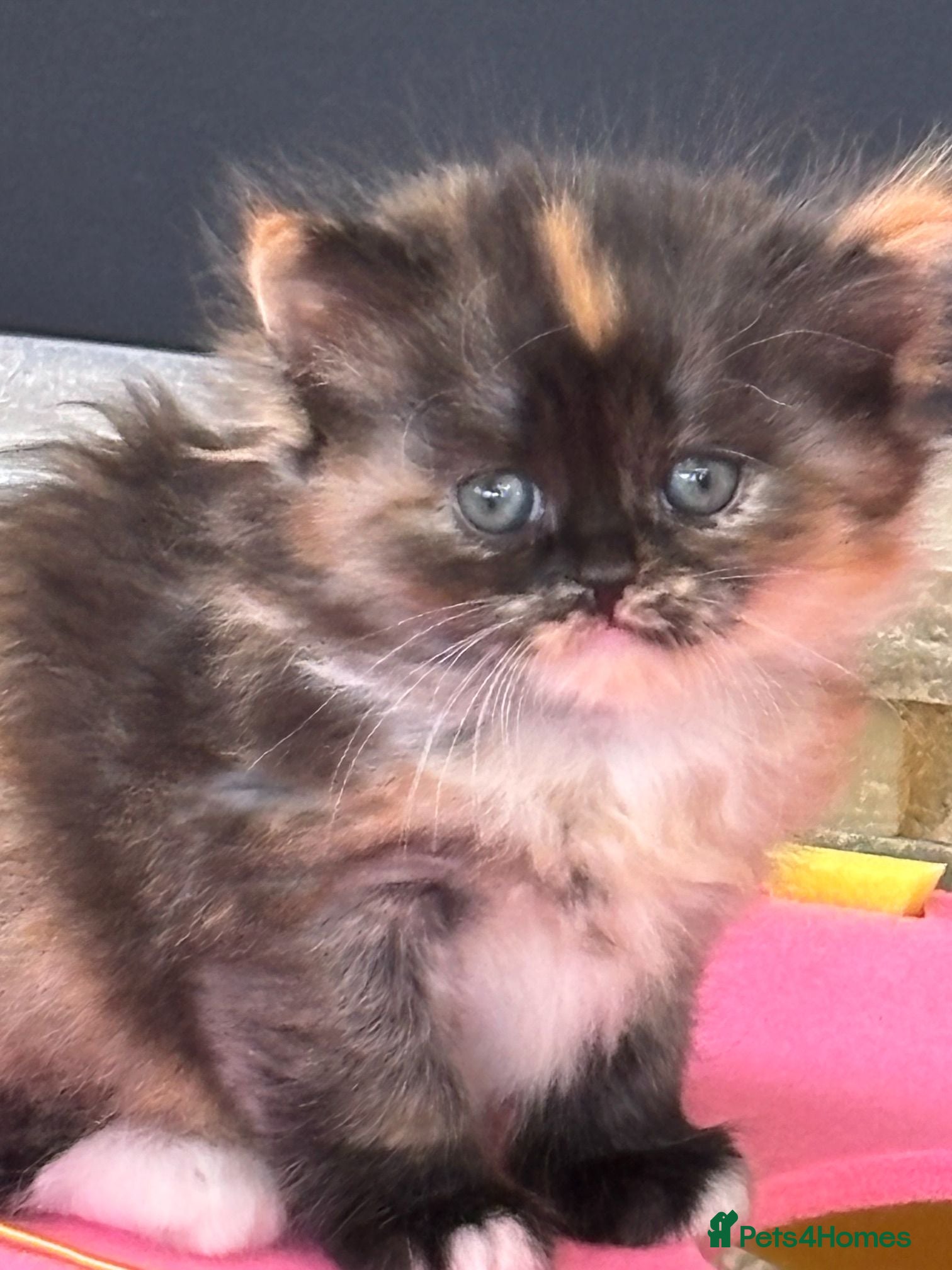 Persian cats Stunning Persian Chinchilla Kittens  - Advert 2