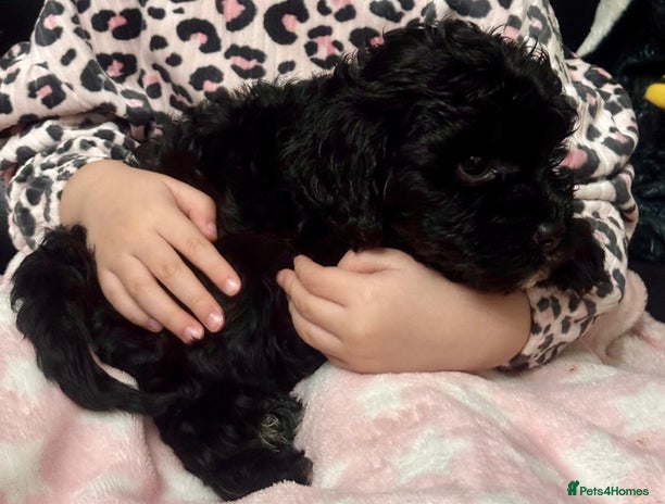 Cavapoo dogs - Advert 9