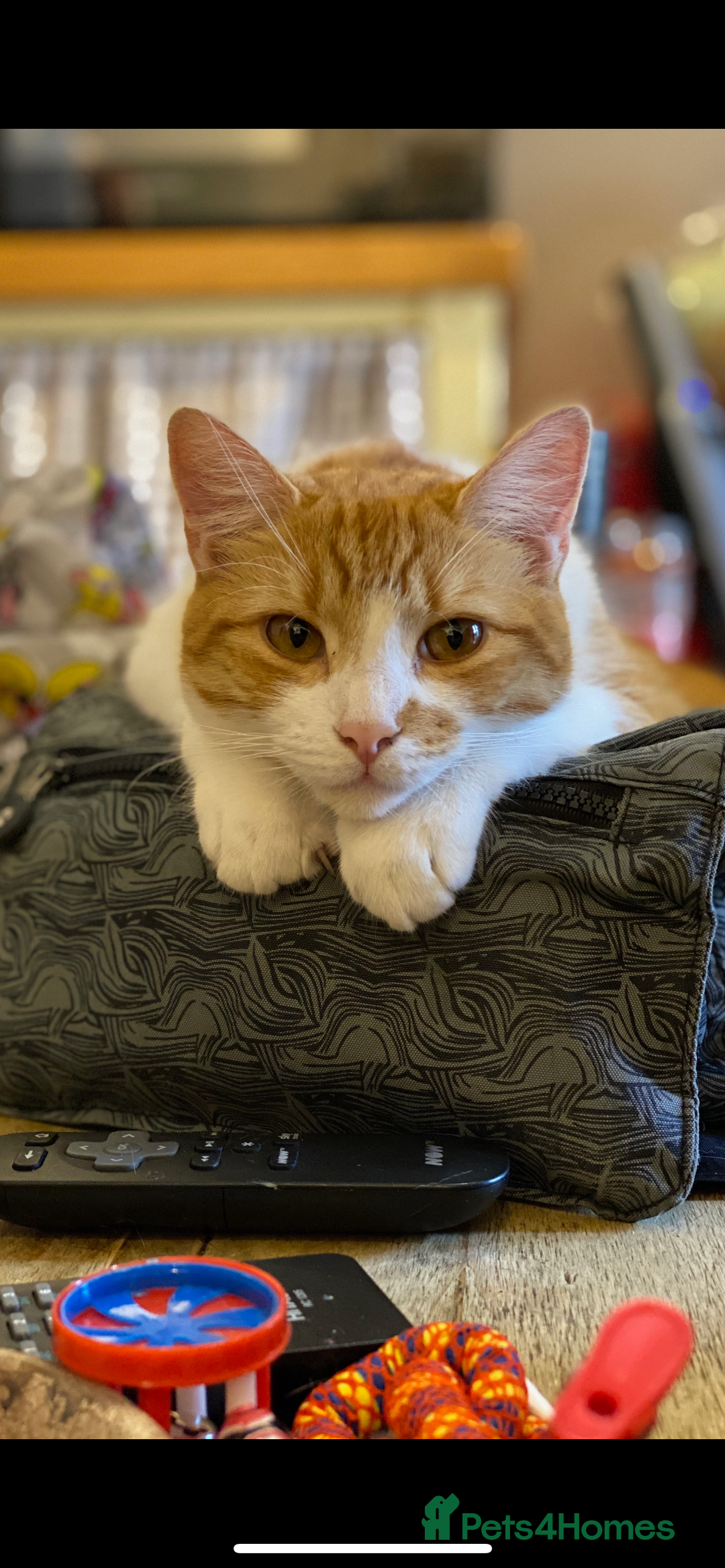 British Shorthair cats for sale: A beautiful shorthairs ginger male  - Advert 1