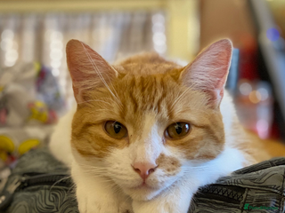 British Shorthair cats A beautiful shorthairs ginger male - Advert 1