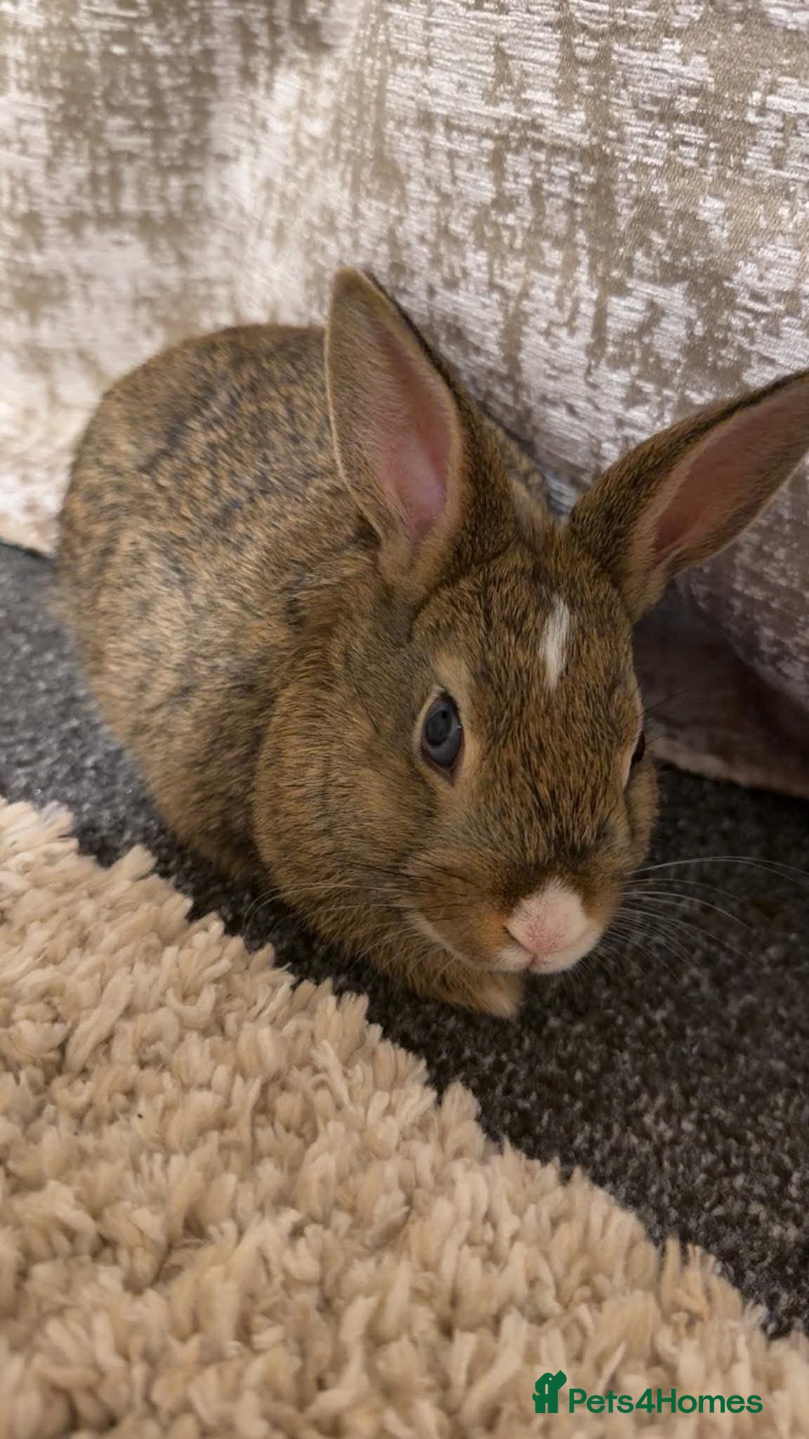 Mixed Breed rabbits Mixed breed rabbits  - Advert 18