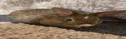 Mixed Breed rabbits for sale: Mixed breed rabbits  - Advert 1