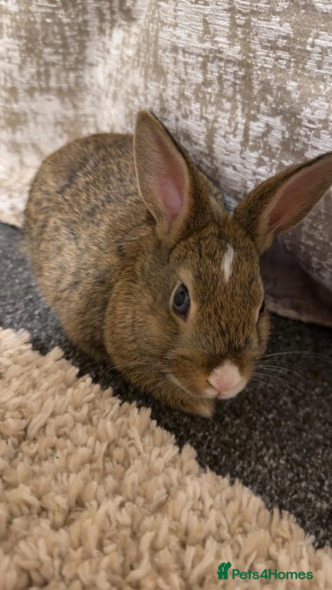 Mixed Breed rabbits for sale: Mixed breed rabbits  - Advert 1