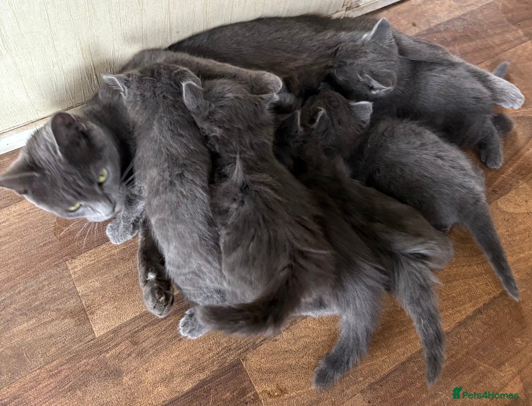 Mixed Breed cats for sale: 6 very fluffy grey kittens - Image 7