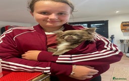 Chihuahua dogs for sale: Beautiful long haired lilac chihuahua for sale  - Image 2