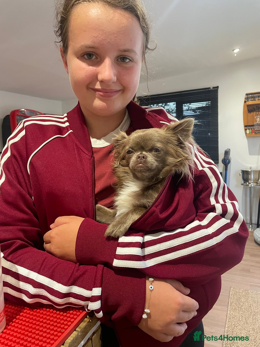 Chihuahua dogs for sale: Beautiful long haired lilac chihuahua for sale  - Image 2