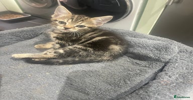 Mixed Breed cats - Advert 12