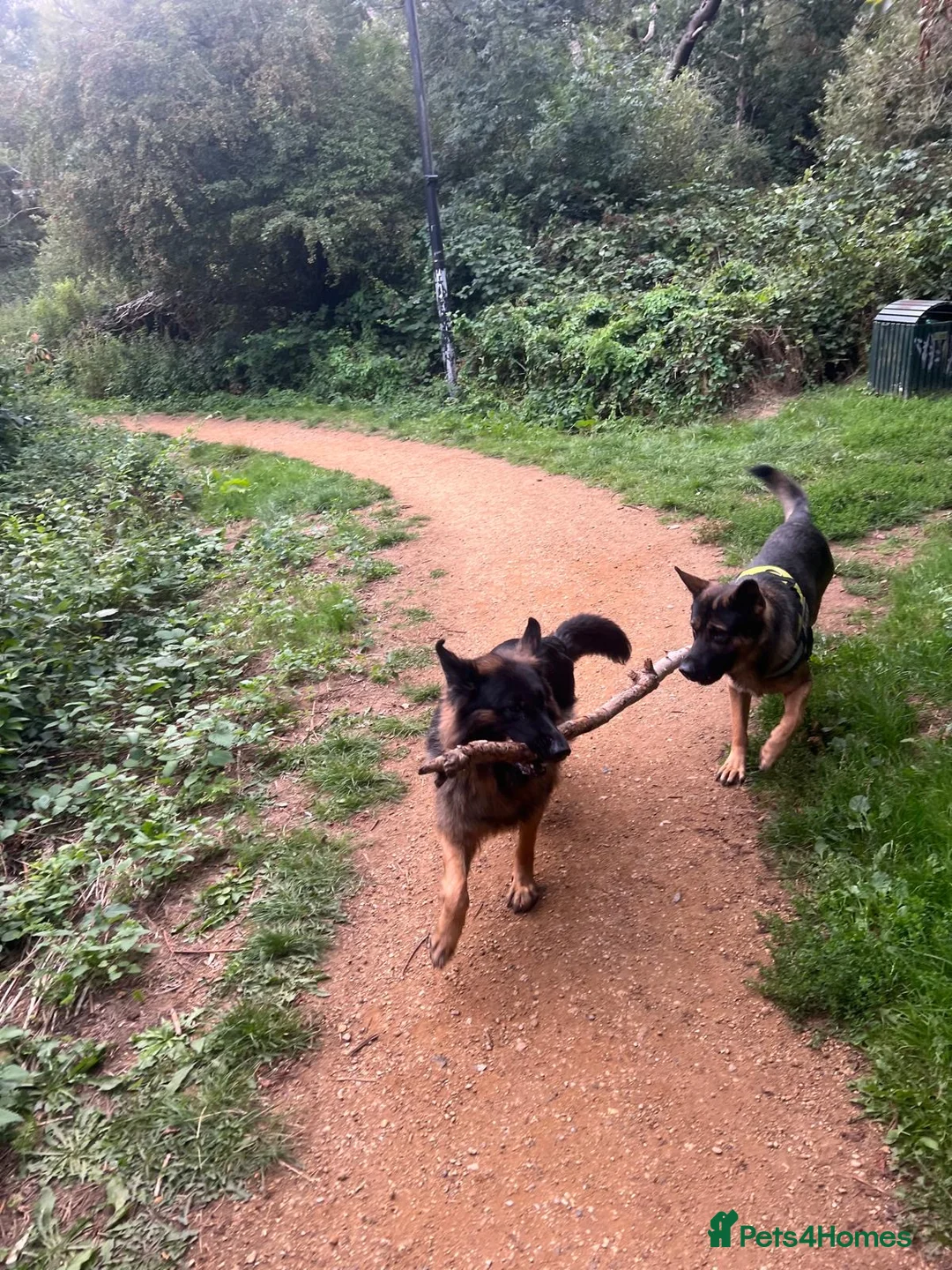 German Shepherd dogs for sale: 3 Month Old Male German Shepherd Puppy  - Advert 2