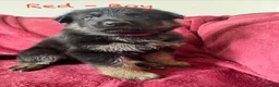 German Shepherd dogs for sale: Stunning Family Raised German Shepherd Puppies - Advert 28