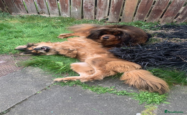 Tibetan Mastiff dogs - Advert 1